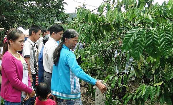 Chuyển giao kỹ thuật trồng cà phê đến các hộ DTTS Đam Rông