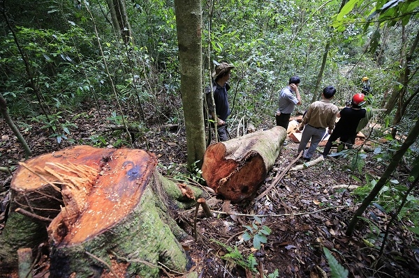 Hiện trường cây gỗ nhóm “lâm tặc” đốn hạ, cưa xẻ gỗ trái phép