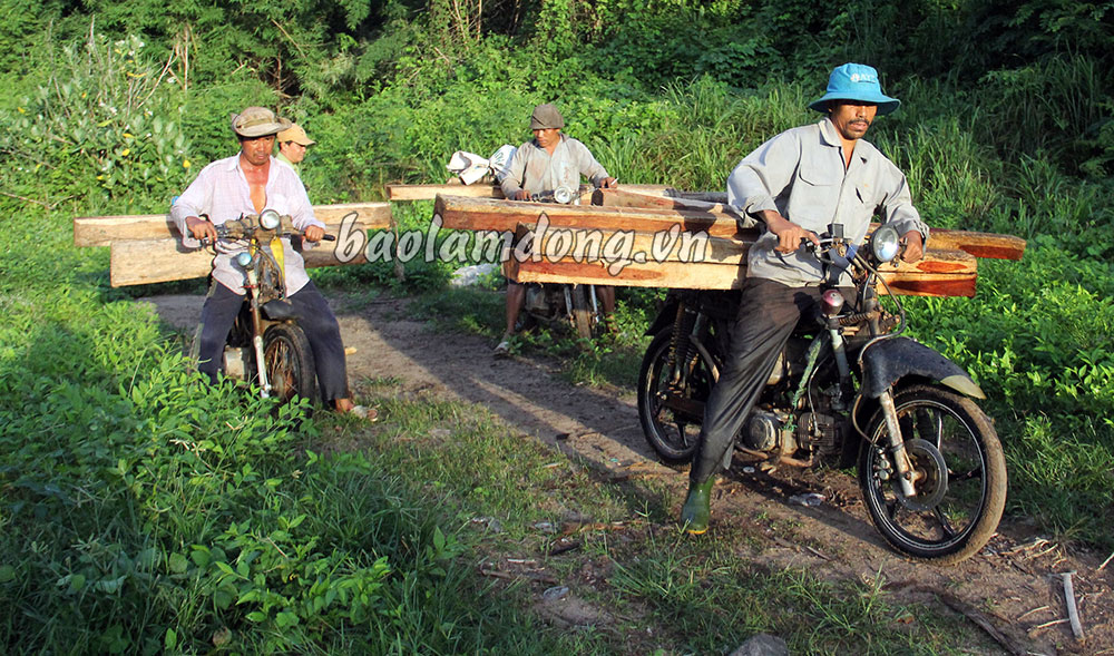 Những hộp và phách gỗ hương (nhóm I) của Lâm Đồng được khai thác sẽ đưa về tỉnh Bình Thuận