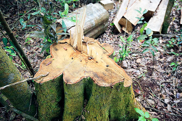 Cả chục cây rừng tại khu rừng đã bị “lâm tặc” cưa hạ trước đó không lâu