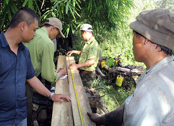 Xử lý nghiêm hành vi vi phạm tại rừng Di Linh