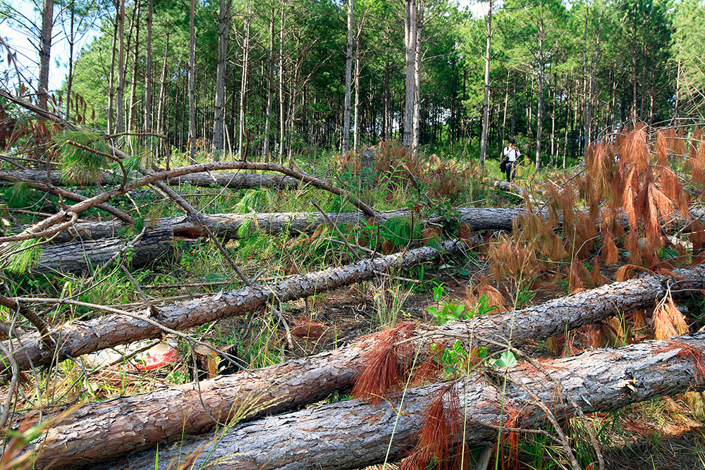 Hiện trường rừng thông bị cưa hạ trái phép