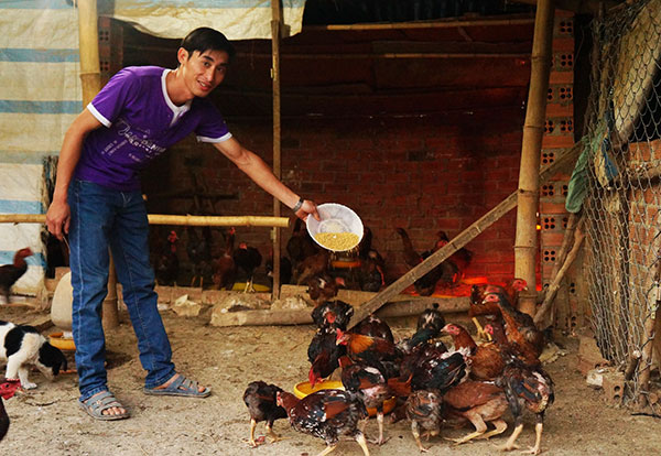 Mô hình chăn nuôi gà thương phẩm ở Lộc Thành là một trong số những mô hình được hỗ trợ bởi nguồn vốn vay ưu đãi