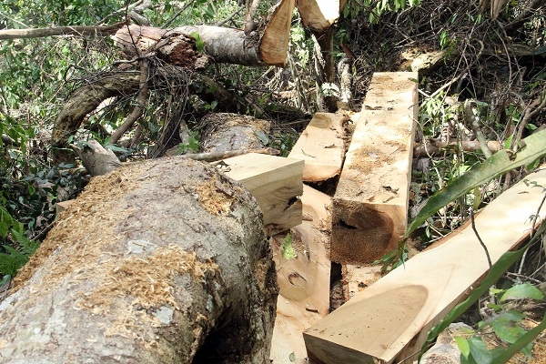 Đã có gần 300m3 gỗ các loại bị thiệt hại do nhóm của Hà đen tàn phá