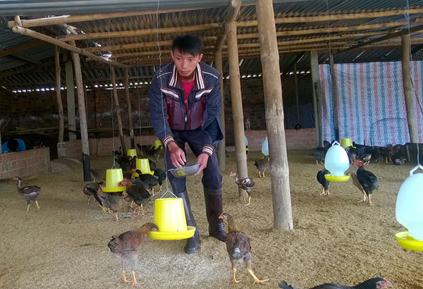 Chàng thanh niên làm giàu từ nuôi gà thịt trên đệm lót sinh học
