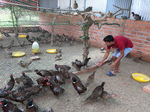 Khởi nghiệp hiệu quả từ mô hình nuôi chim trĩ thương phẩm | Ủy ban mặt trận  Tổ Quốc Việt Nam tỉnh Bến Tre