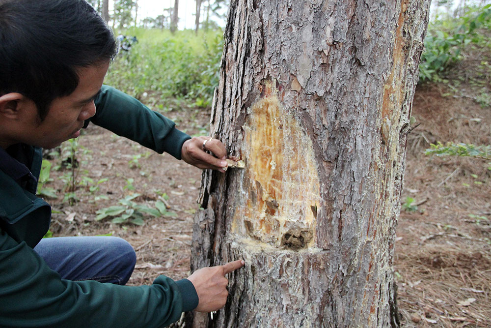 Bảo Lâm: 7 dự án để xảy ra tình trạng mất rừng, lấn chiếm đất rừng