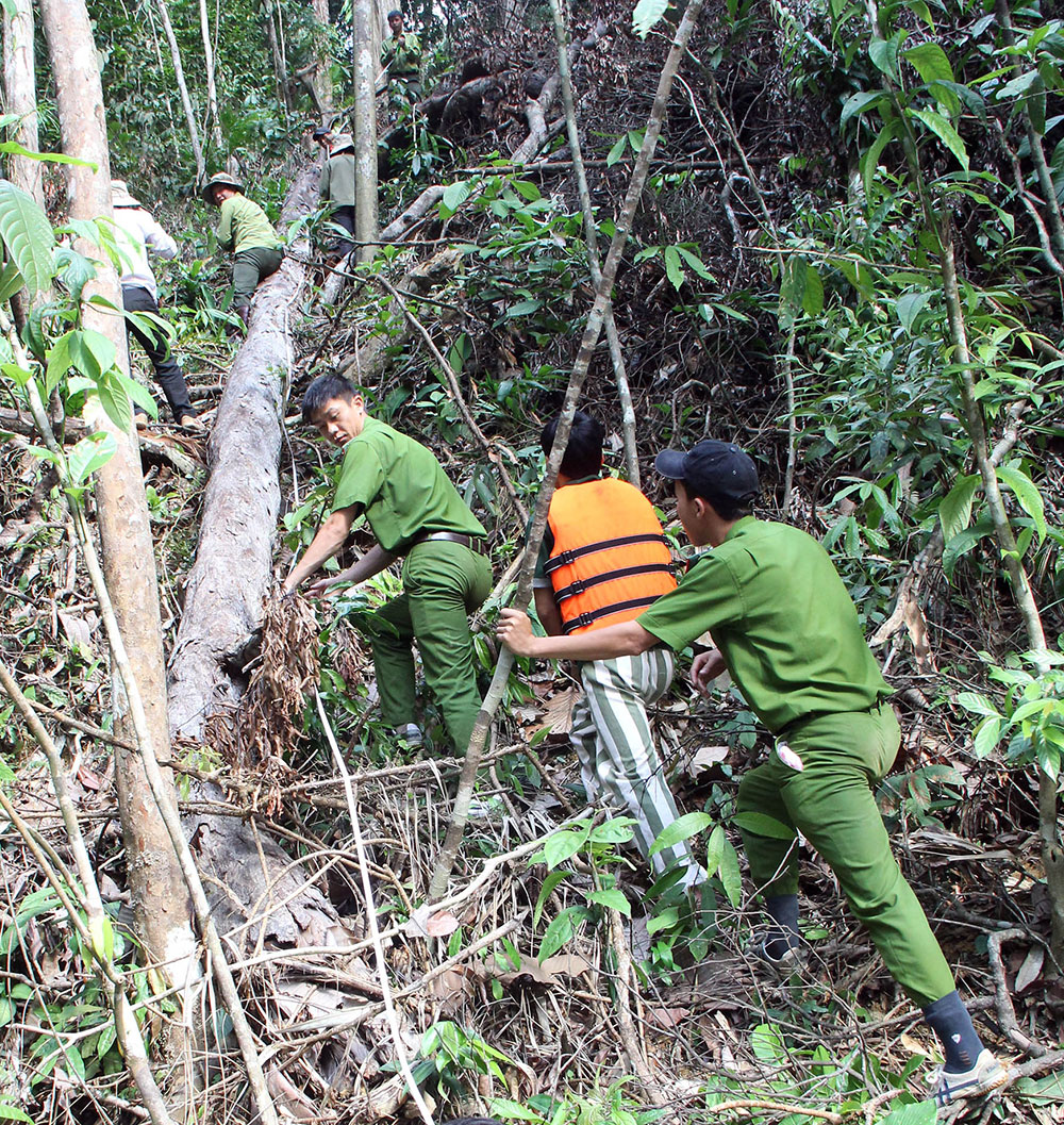 Cùng tham gia với Bộ Công an và các ngành điều tra, khám nghiệm vụ phá rừng nghiêm trọng ở Lộc Bắc huyện Bảo Lâm (tháng 7/2016). Ảnh: M.Đạo