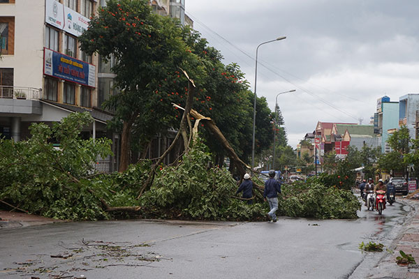 Nhánh cây bị gió quật đổ trên đường Nguyễn Công Trứ