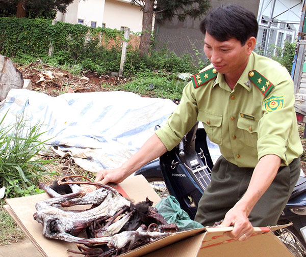 Vụ sát hại các cá thể voọc do Hạt Kiểm lâm Đức Trọng phát hiện trong đợt truy quét tại vùng rừng giáp tỉnh Bình Thuận. Ảnh: M. Đạo