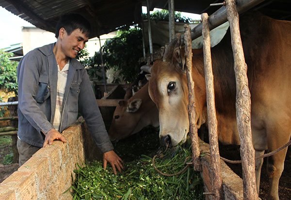 Nhờ tham gia tổ hợp tác, anh Nguyễn Tấn Phúc đã học hỏi được nhiều kinh nghiệm và ngày càng phát triển đàn bò của gia đình. Ảnh: H.Yên