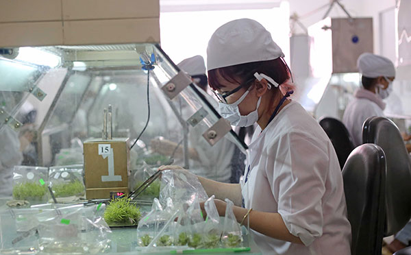 Kỹ thuật viên trong phòng thí nghiệm của Công ty Rừng Hoa Đà Lạt cấy mẫu cây vào các túi chứa dinh dưỡng để nuôi trong môi trường vô trùng hoàn toàn