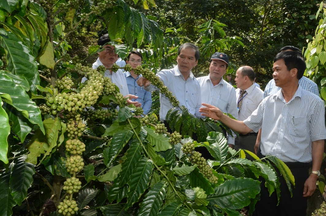 Bí thư Tỉnh ủy Nguyễn Xuân Tiến thăm mô hình cà phê xen tiêu tại xã Đa Quyn