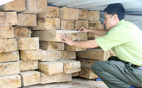 Cán bộ kiểm lâm Đơn Dương kiểm kê tang vật gỗ vi phạm trên địa bàn. Ảnh: M.Đạo 