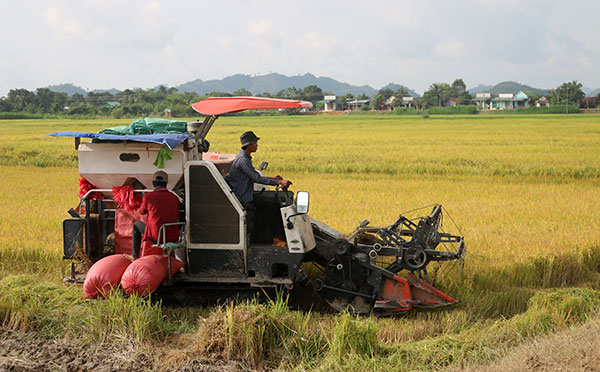 Thu hoạch lúa chất lượng cao tại cánh đồng xã An Nhơn. Ảnh: Trương Thái Anh Quốc 