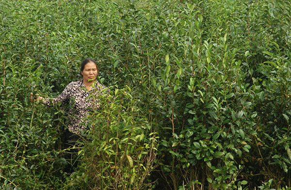 Do không có lối đi, vườn bà Nguyệt đang bị bỏ hoang 2 năm nay không thể thu hoạch chè. Ảnh: H. Đường