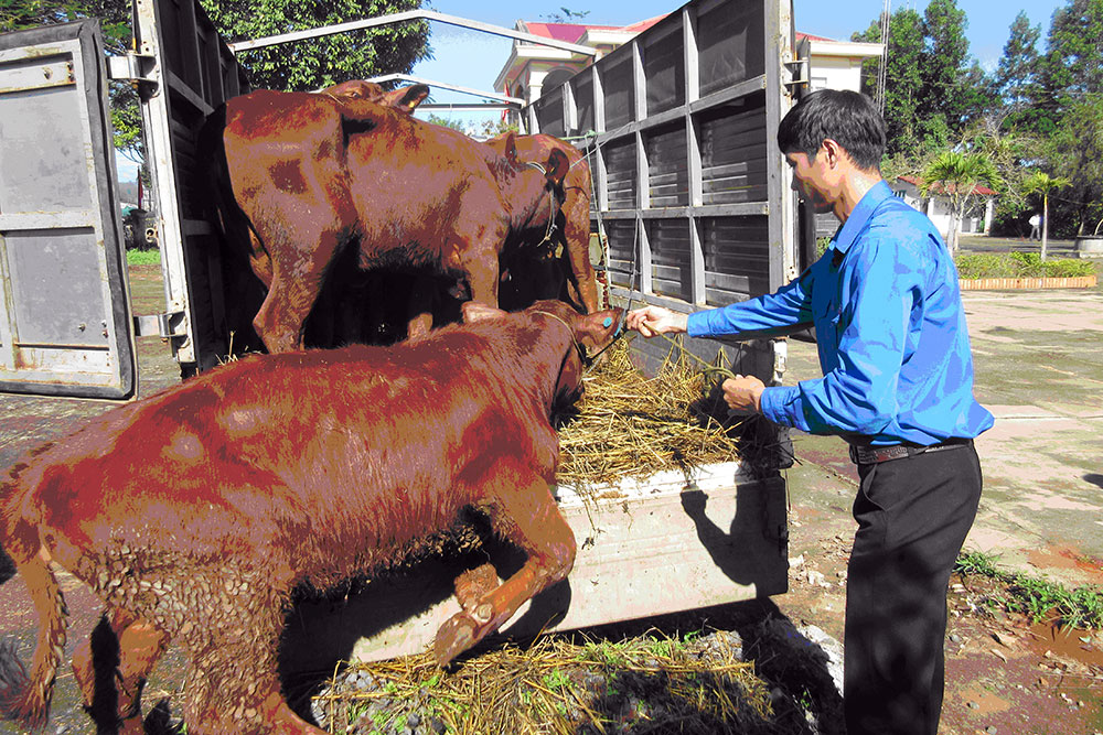 Giao bò giống cho tổ hợp tác thanh niên tại Lâm Hà