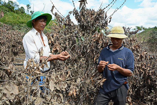 Hơn 5 sào cà phê đang trong mùa thu hoạch của gia đình anh Hà Quang Thắng bị mất trắng