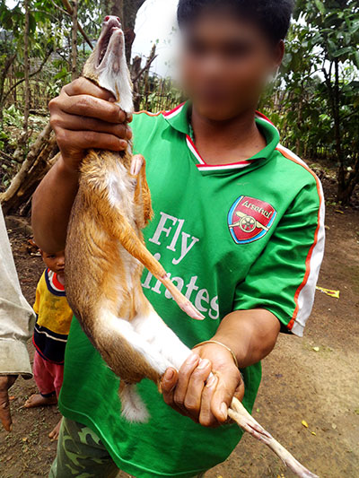Một con cheo cheo nặng 1,2 kg đã có con bị bắt bởi một nhóm săn thú rừng tại huyện Bảo Lâm, nơi cũng giáp ranh vùng đệm Vườn Quốc gia Cát Tiên. Theo nhóm thợ săn, cheo cheo là loài thú không thể sống trong môi trường nuôi nhốt như các loài thú khác
