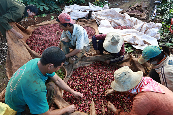 Khan hiếm lao động trong mùa thu hoạch cà phê