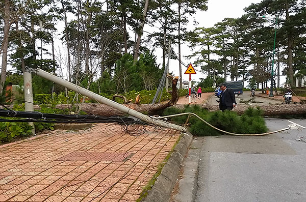 Đà Lạt:  Gió giật mạnh, nhiều cây thông cổ thụ gãy đổ