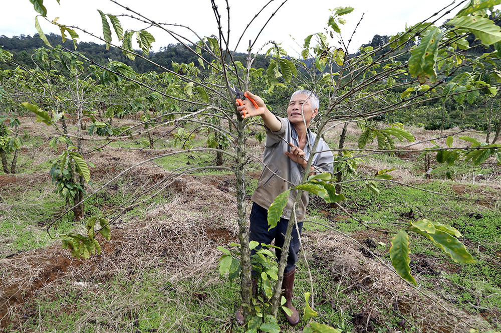 Vườn cà phê 6.000 m2 của ông Hùng cho thu hoạch 2,5 tấn nhân/năm gần như rụng hết lá, loe hoe vài cành nhánh do nghi bón phải phân bón kém chất lượng. Ảnh: C.Thành