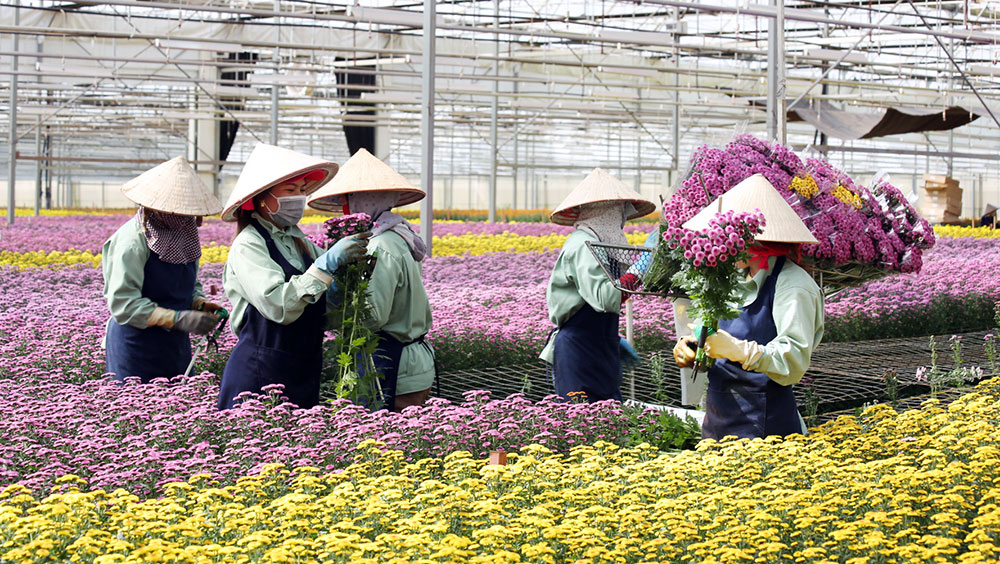 Dalat Hasfarm - vững vàng thương hiệu hoa lớn nhất Việt Nam