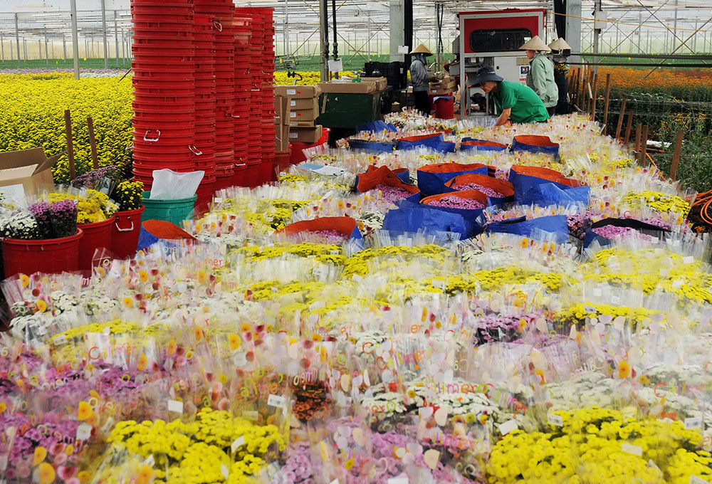 Trang trại hoa của Công ty Dalat Hasfarm. Ảnh: HHN