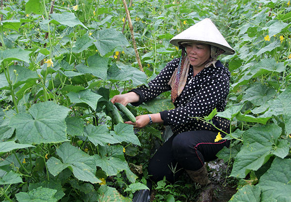 Phụ nữ xứ trà liên kết trồng rau an toàn