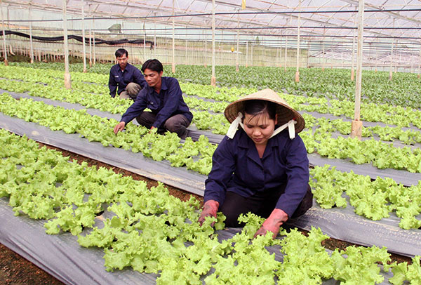 Sản xuất rau cao cấp tại Đà Lạt. Ảnh: T.Trang