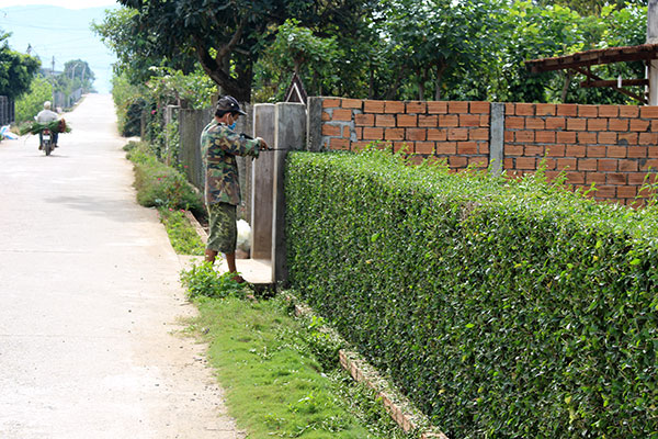 Cắt tỉa hàng rào cũng là một cách góp phần làm đẹp đường quê của người dân Liên Hiệp. Ảnh: T.Vũ