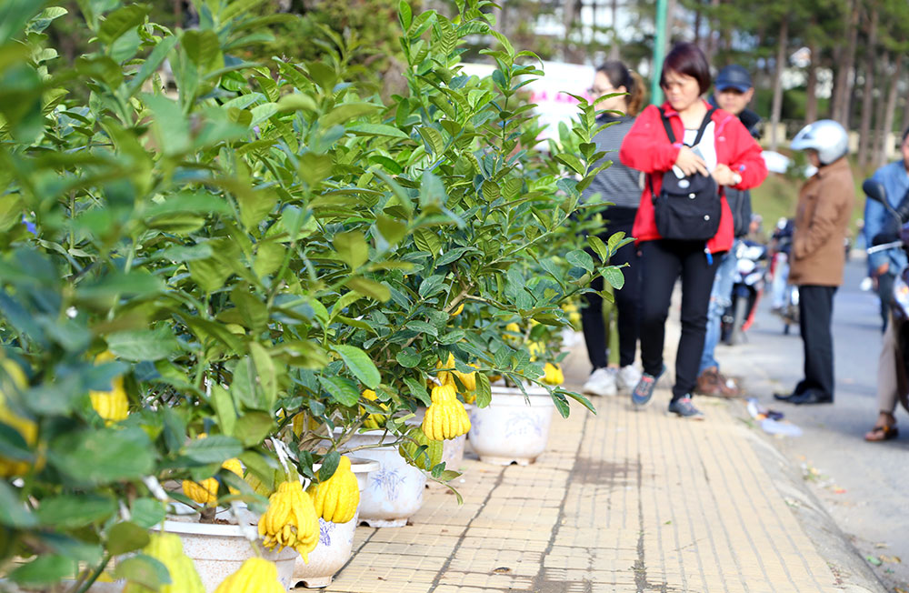 Năm nay cây phật thủ được bày bán khá nhiều tại TP Đà Lạt: C.Thành