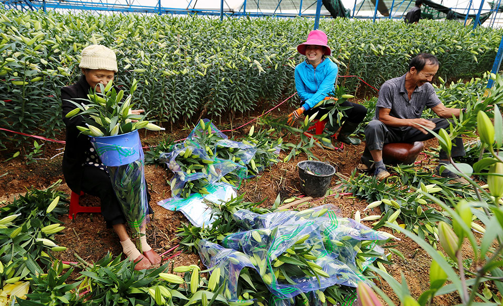 Tại các nhà vườn tại làng hoa Thái Phiên bắt đầu từ ngày 25 tới 28 âm lịch, người dân tấp nập thu hoạch hoa lyly xuất bán xuống TP.HCM và các thị trường khác- Ảnh: C.Thành