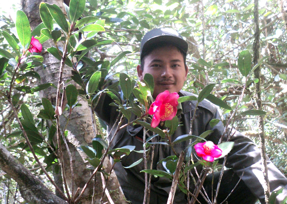 Cán bộ kiểm lâm Vườn Quốc gia Bidoup - Núi Bà bên cây Đa tử trà Hương đặc hữu mới được phát hiện. Ảnh: D.Danh