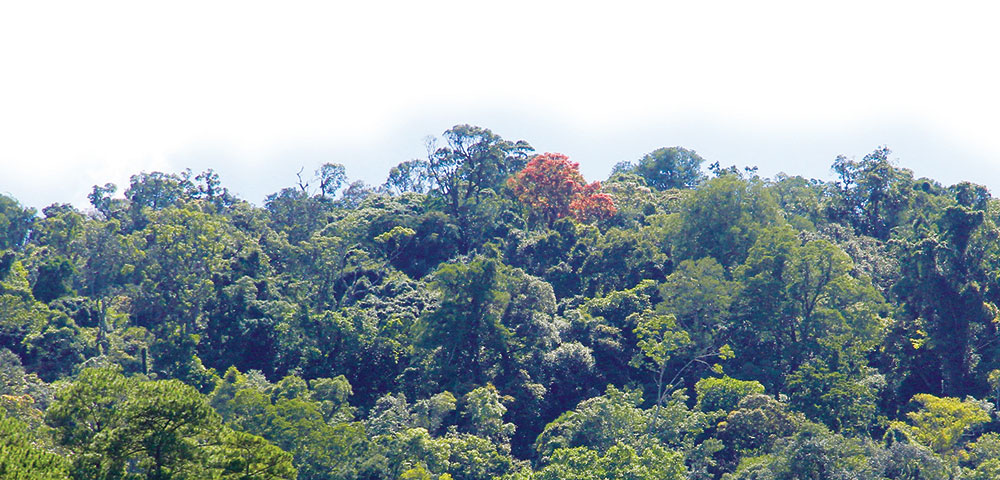 Những cây Thông đỏ ẩn nấp giữa rừng xanh huyền thoại. Ảnh: Minh Đạo
