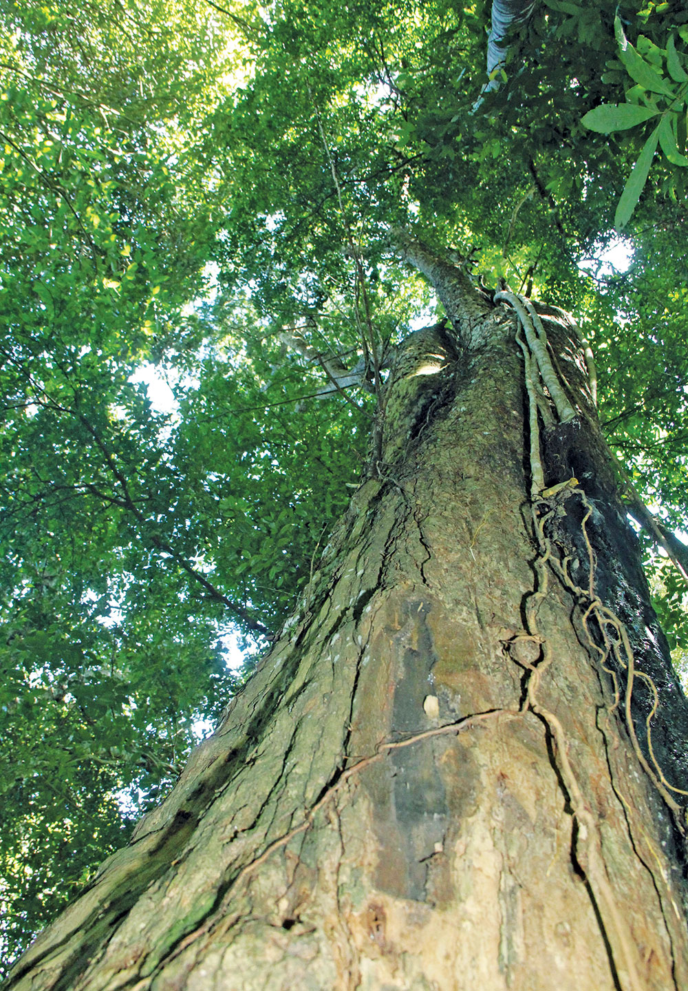 Cây Thông đỏ chất chứa những trầm tích trong rừng lá rộng. Ảnh: M.Đ