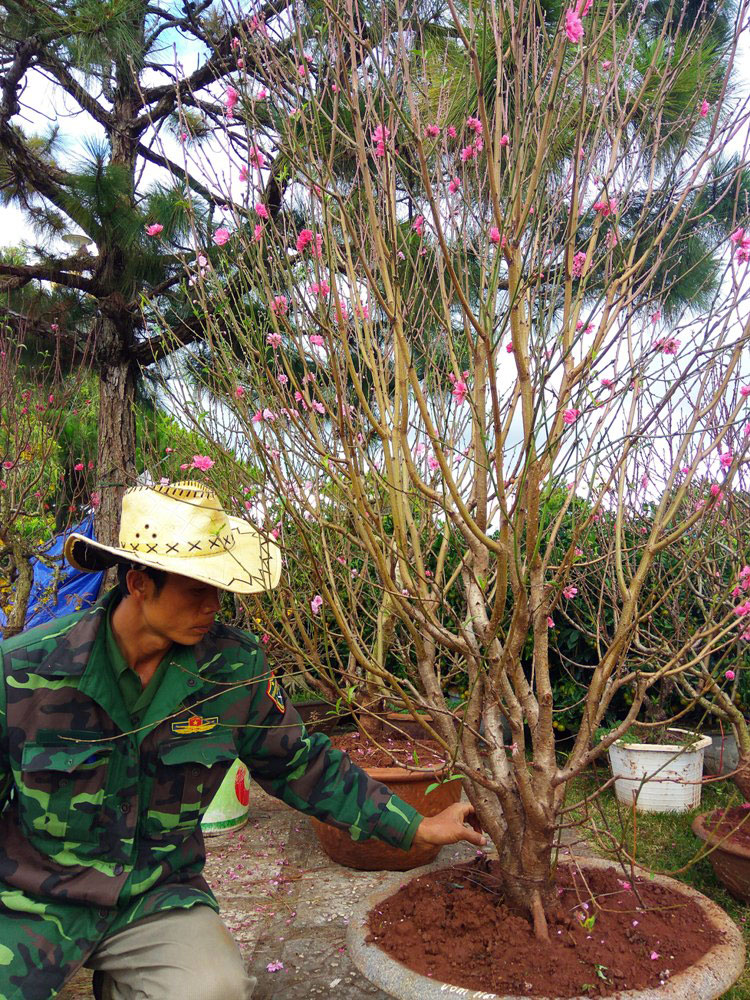 Chủ nhân vườn đào Toàn với cây đào Nhật Tân ươm hạt tại Đức Trọng. Ảnh: V.Việt