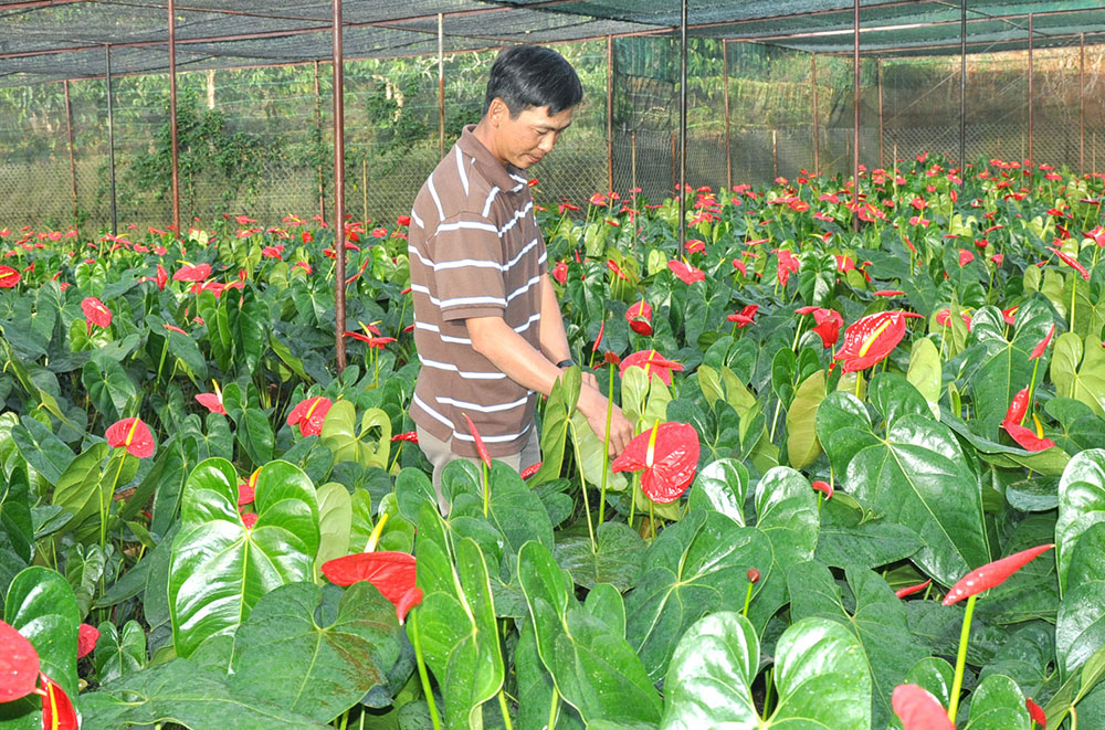 Ông Nguyễn Phú Sơn kiểm tra vườn hoa hồng môn. Ảnh: B.T