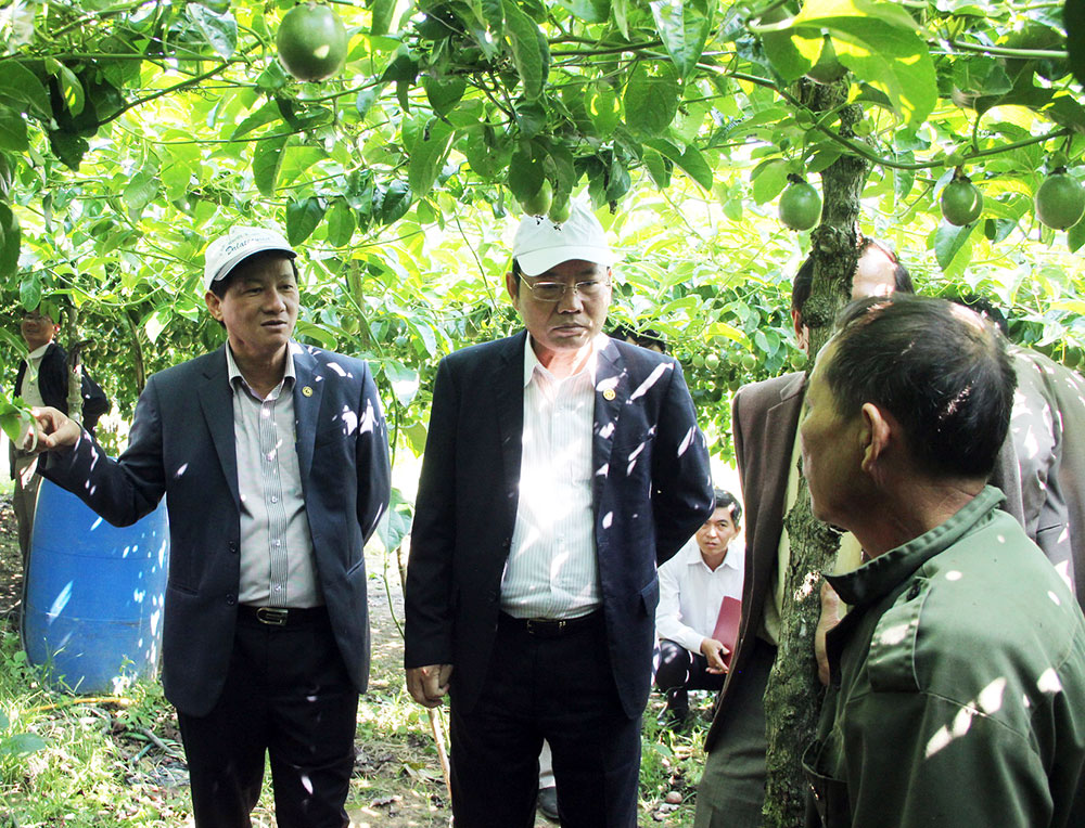 Các đồng chí lãnh đạo đoàn công tác thăm mô hình trồng Mác Mác trên địa bàn xã Tà Năng