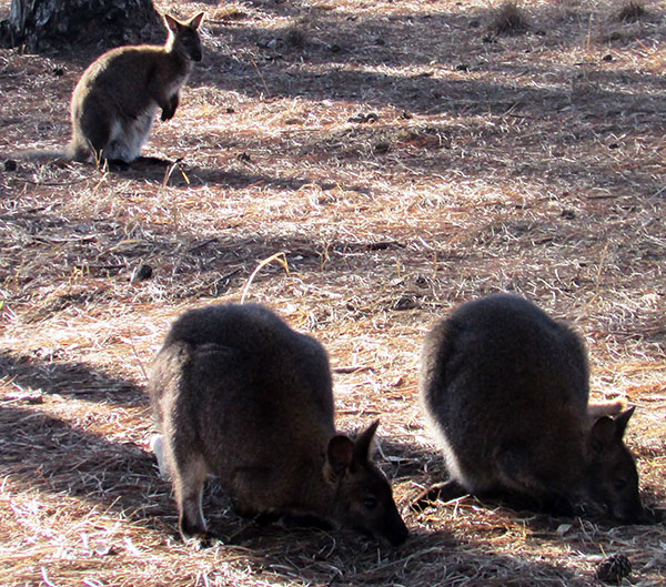Kangaroo Úc trong vườn ZooDoo Lạc Dương. Ảnh: V.V