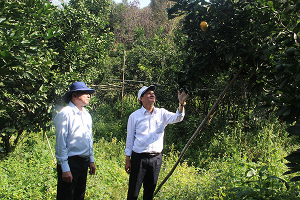 Đồng chí Phó Bí thư Thường trực Tỉnh ủy cho rằng những vườn cam hiệu quả là tín hiệu vui cho việc tái cơ cấu ngành nông nghiệp của Đạ Rsal nói riêng và Đam Rông nói chung