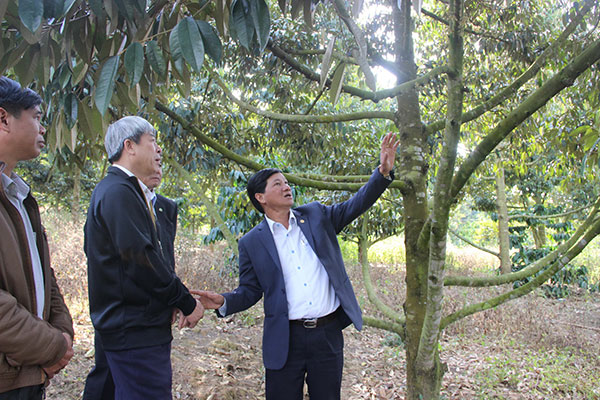 Đồng chí Phó Bí thư Thường trực trao đổi với lãnh đạo địa phương về việc chuyển đổi cây trồng từ cà phê sang sầu riêng ghép