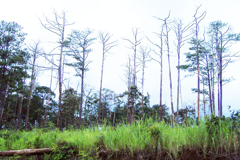 Thực trạng các doanh nghiệp thuê rừng ở Bảo Lâm