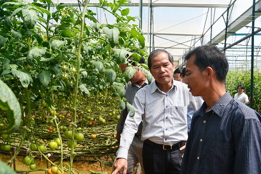 Ông Nguyễn Xuân Tiến, Bí thư Tỉnh ủy Lâm Đồng thăm trang trại rau sạch tại Lạc Dương. Ảnh: D.Quỳnh