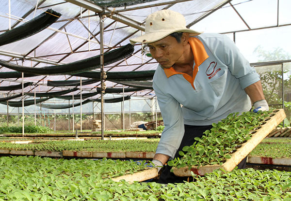 Vườn sản xuất rau giống của ông Nguyễn Văn Dực tại phường Lộc Sơn (TP Bảo Lộc). Ảnh: Đ.Anh