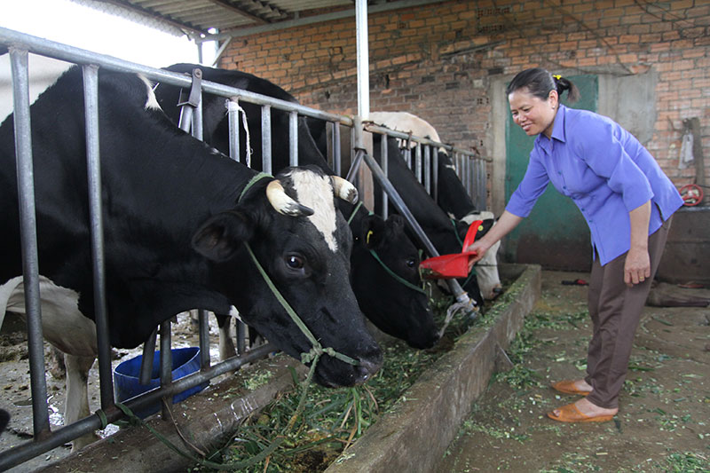 Chị Nguyễn Thị Kim Tuyết chăm sóc đàn bò sữa. Ảnh: Đ.Anh