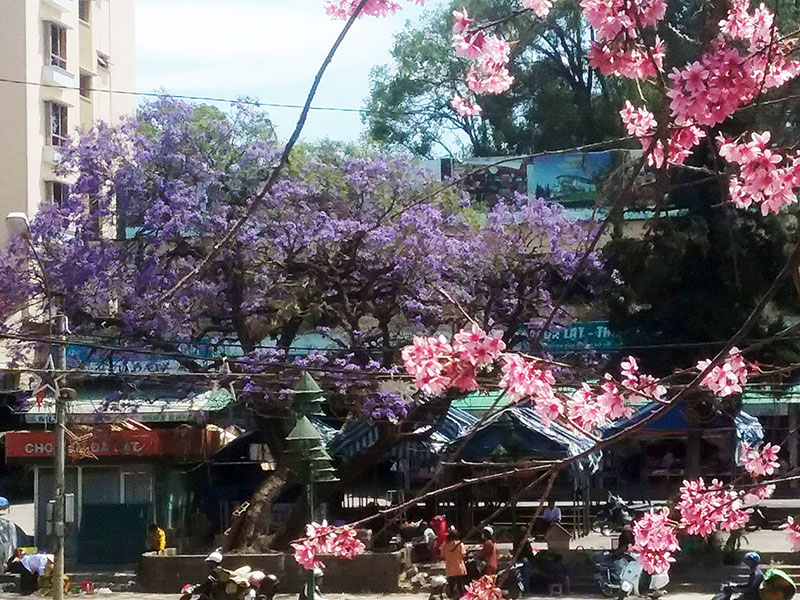 Hoa đào và phượng tím ở trung tâm thành phố Đà Lạt. Ảnh: V.Quang