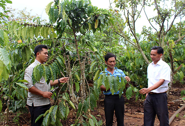 Đảng viên K’BRối (áo trắng) đang hướng dẫn nông dân thôn Đạ Dâng kỹ thuật tạo tán cho cây cà phê. Ảnh: Đ.Tú