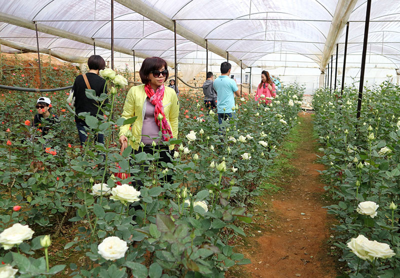 Du lịch nông nghiệp là một trong những hướng đi nhiều triển vọng ở Lâm Đồng. Ảnh: N.Ngà