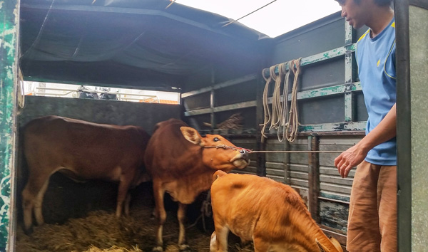 Đà Lạt: Bắt giam hai đối tượng trộm bò của dân